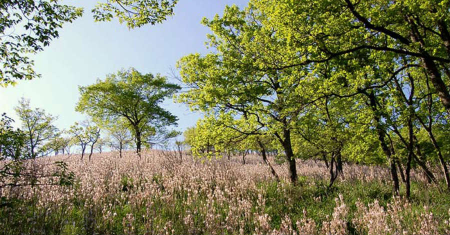 Parco naturale Diecimare