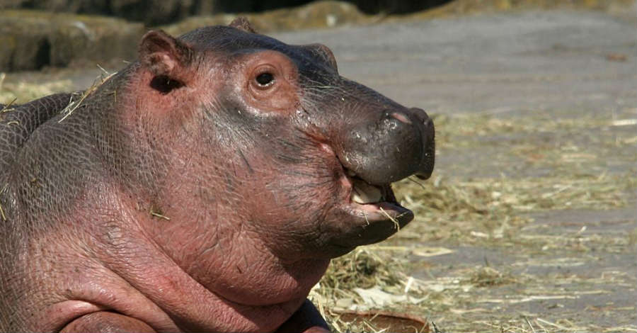 Zoo di Napoli