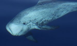 60 avvistamenti di cetacei nel canyon di Cuma