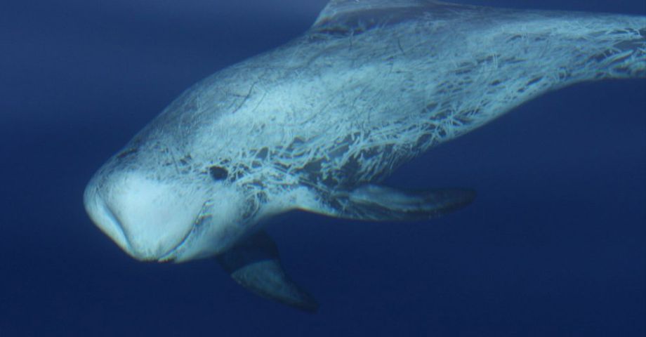 60 avvistamenti di cetacei nel canyon di Cuma